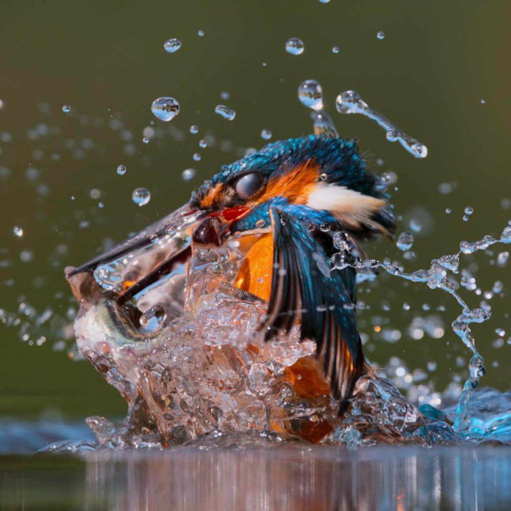 Pássaro dando um rasante na água.