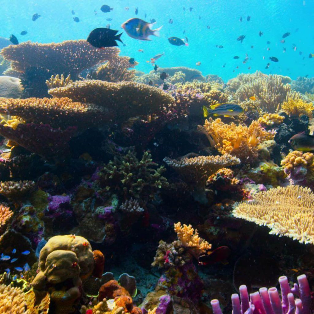 Recifes de corais com peixes e pedras ao redor.